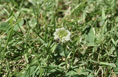 Calliopsis andreniformis