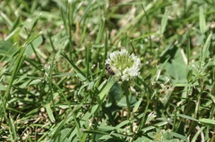 Calliopsis andreniformis