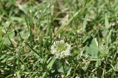 Calliopsis andreniformis
