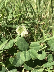 Calliopsis andreniformis