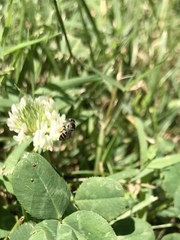 Calliopsis andreniformis
