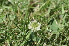 Calliopsis andreniformis