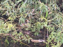 Podiceps cristatus