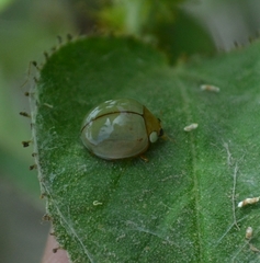 Paraneda viridescens