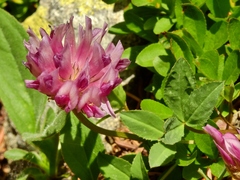 Trifolium parryi