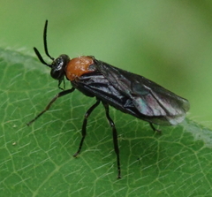 Eriocampa