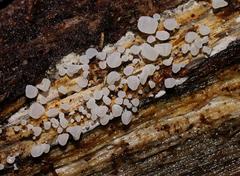 Physalacria australiensis