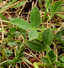 Trifolium parryi