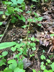 Hylodesmum glutinosum