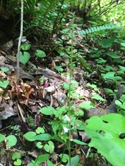 Hylodesmum glutinosum