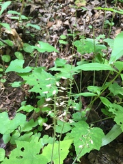 Hylodesmum glutinosum