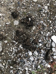 Ursus arctos horribilis