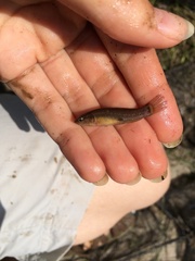 Umbra pygmaea
