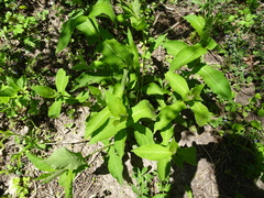 Triosteum perfoliatum
