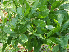 Anacardium occidentale