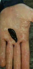 Haemopis