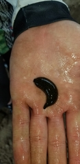 Haemopis