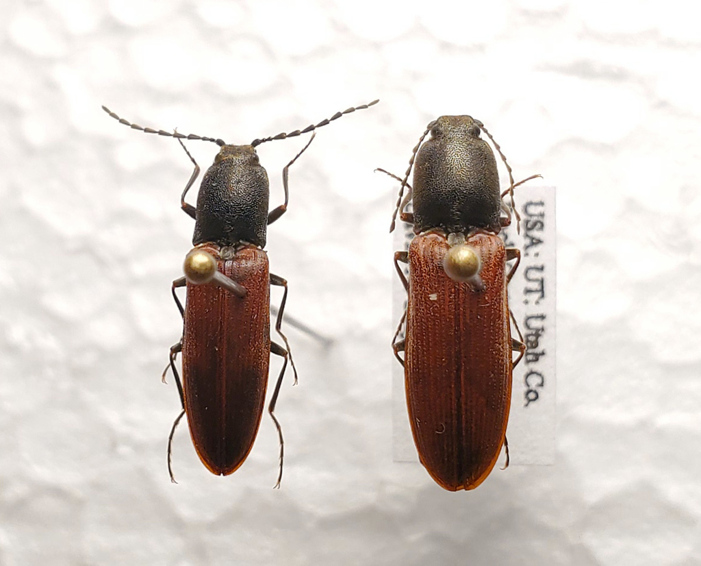Gambrinus lanchesteri