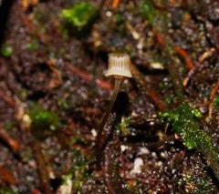 Mycena mamaku