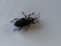 Metamasius hemipterus