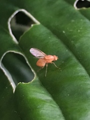 Sapromyzosoma quadricincta