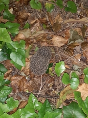 Erinaceus europaeus