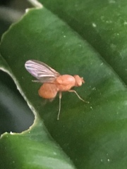 Sapromyzosoma quadricincta