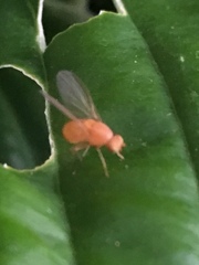 Sapromyzosoma quadricincta