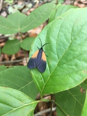 Pyromorpha dimidiata