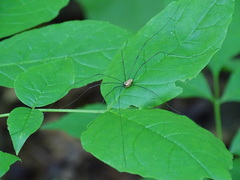 Leiobunum nigropalpi