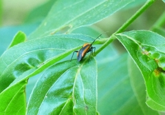 Taedia scrupea