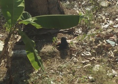 Centropus sinensis