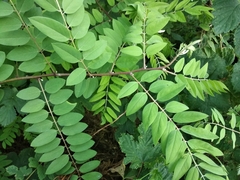 Robinia viscosa