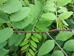Robinia viscosa