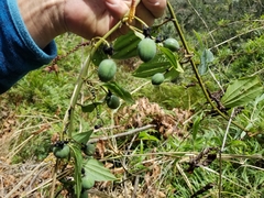 Passiflora hyacinthiflora