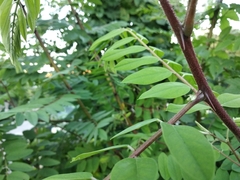 Robinia viscosa