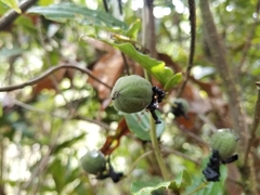 Passiflora hyacinthiflora