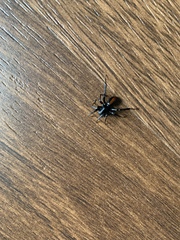 Castianeira descripta