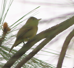 Empidonax occidentalis