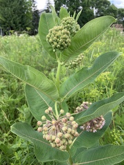 Asclepias syriaca