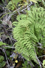 Odontosoria aculeata