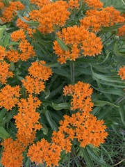 Asclepias tuberosa
