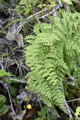 Odontosoria aculeata