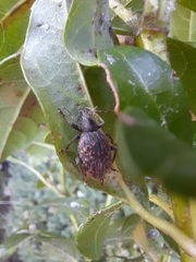 Otiorhynchus aurifer