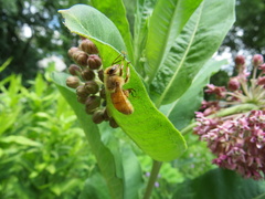 Apis mellifera