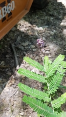 Amorpha canescens