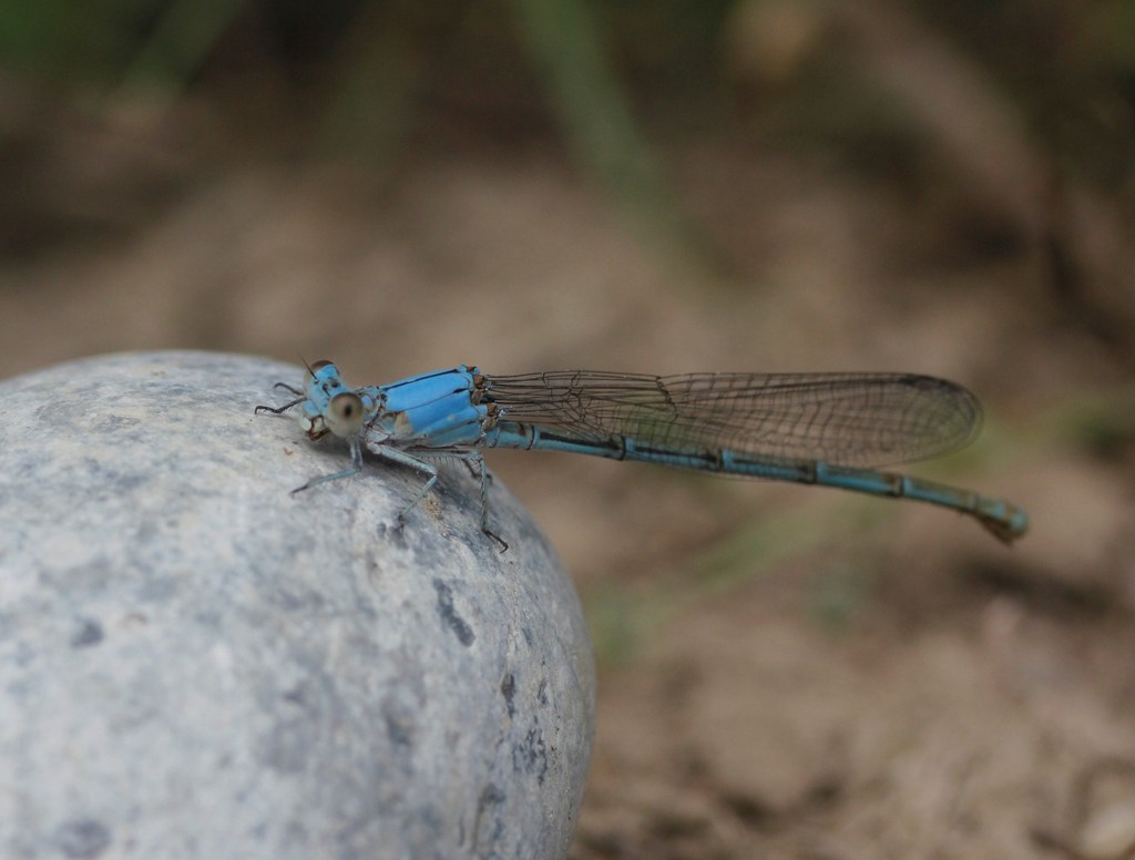 Cerulean Dancer