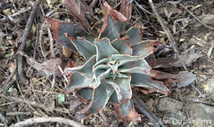 Echeveria schaffneri
