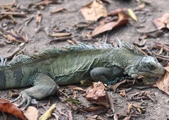 Iguana iguana