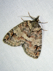 Hydriomena ruberata